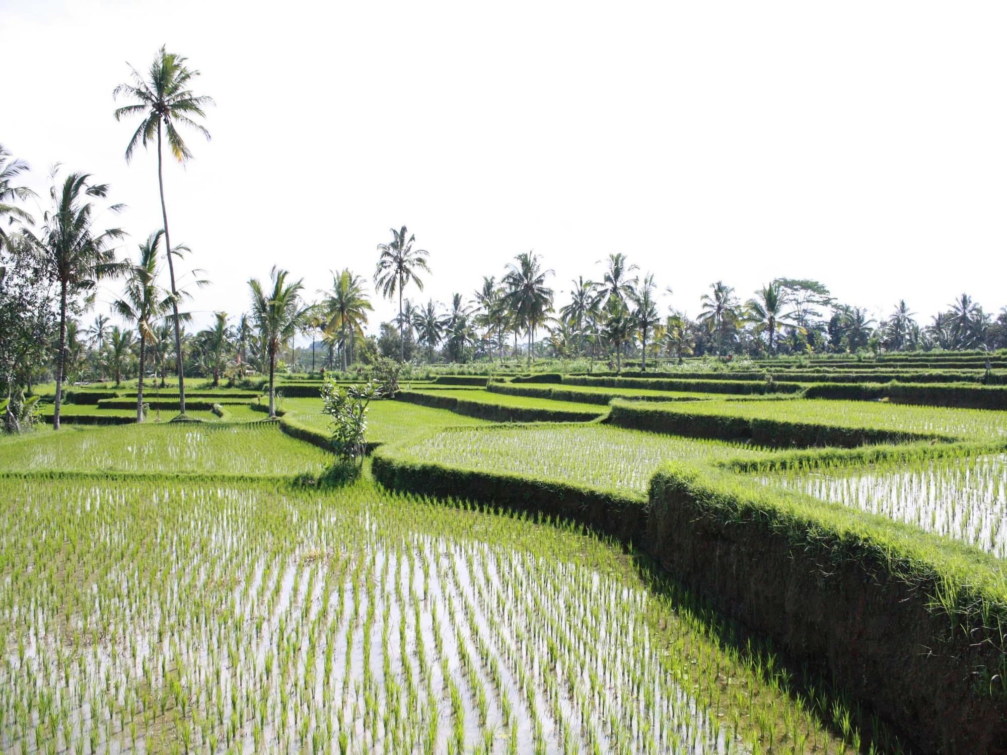 Hati Padi Cottages Ubud Exteriér fotografie