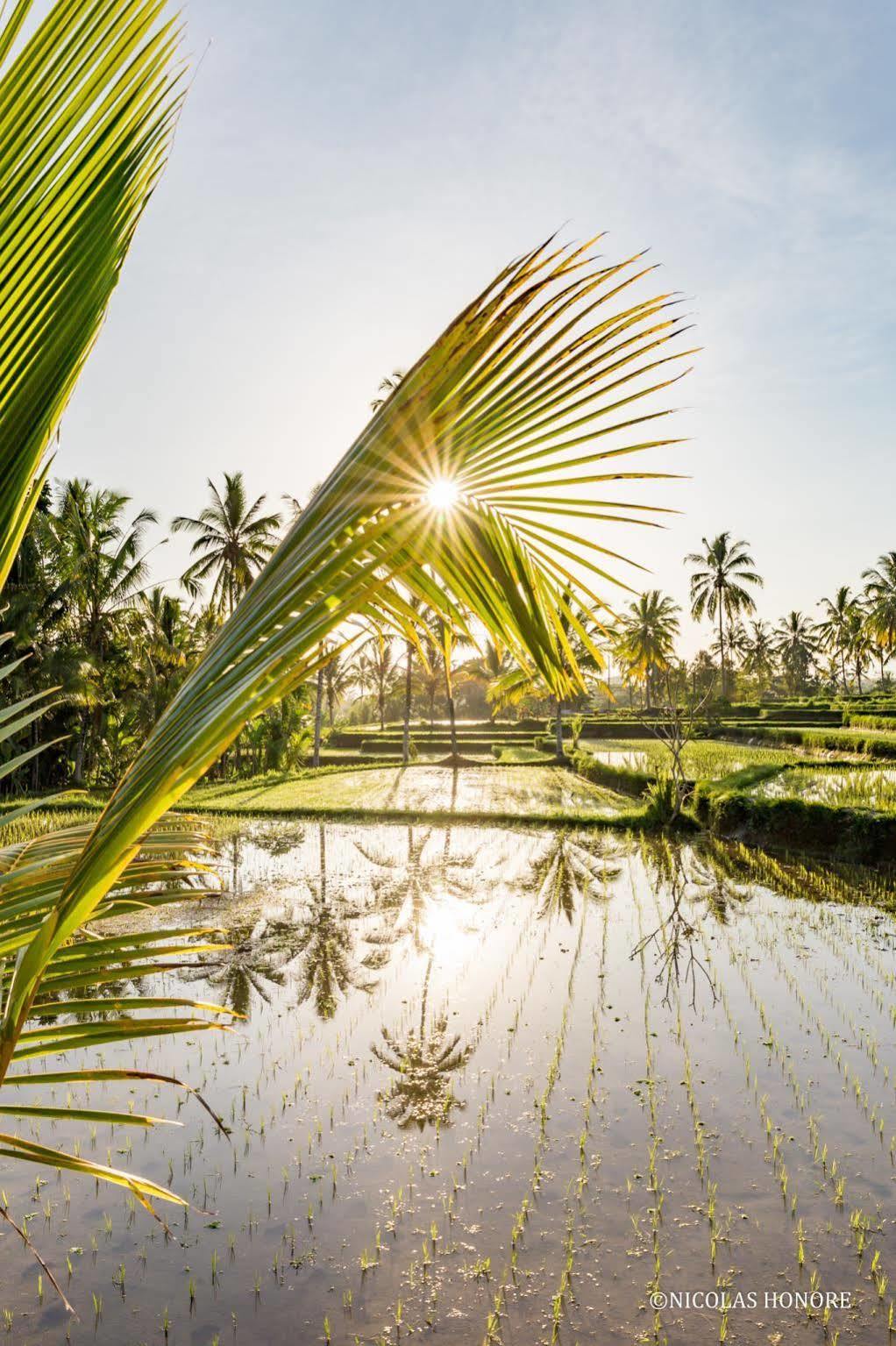 Hati Padi Cottages Ubud Exteriér fotografie